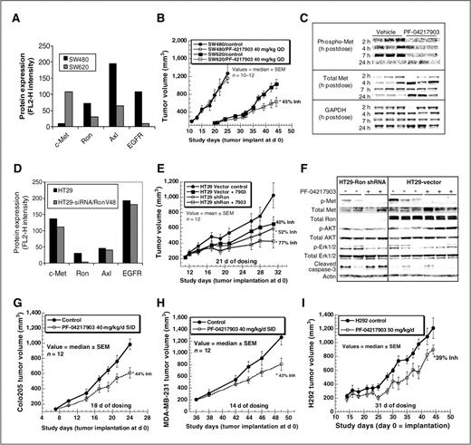 Figure 4. Antitumor efficacy of PF-04217903 in SW620 (B and C), HT29 (E and F), Colo205 (G), MDA-MB-231 (H), and H292 (I) xenograft tumor models. Athymic mice bearing established tumors (∼200 mm3) were administered PF-04217903 orally at the indicated dose or vehicle alone over the designated treatment schedule. A, protein expression level of c-Met, EGFR, and related RTKs in SW480 and SW620 colon carcinoma cells determined by FACS analysis. B, SW480 and SW620 tumor growth following 15 or 25 days of PF-04217903 treatment, respectively. C, inhibition of c-Met phosphorylation and induction of c-Met protein upregulation following 25 days of dosing in SW620 model. D, RON shRNA selectively knocked down RON protein levels in HT29 cells determined by FACS analysis. E, inhibition of tumor growth in HT29 or HT29-shRON models. F, inhibition of c-Met/RON–mediated signal transduction and tumor cell survival (cleaved caspase-3) in HT29 or HT29-RON shRNA models determined by Western blot analysis. G, inhibition of tumor growth by PF-04217903 in Colo205 xenograft model. H, inhibition of tumor growth by PF-04217903 in MDA-MB-231 xenograft model. I, inhibition of tumor growth by PF-04217903 in H292 xenograft model. *, a significant difference from the control group (P < 0.05) as determined using one-way ANOVA. GAPDH, glyceraldehyde-3-phosphate dehydrogenase; QD, once daily; SID, once a day dosing.