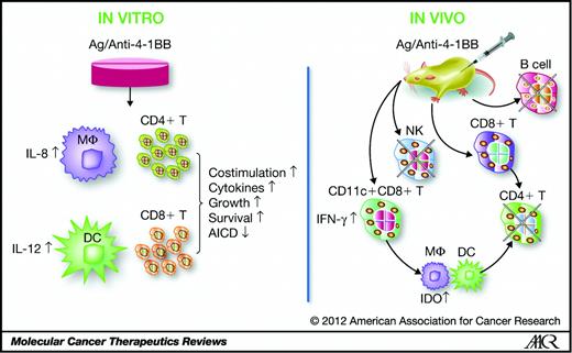 Figure 1. Biological effects of 4-1BB signaling. In vitro 4-1BB signaling (left panel) costimulates CD4+ and CD8+ T cells to comparable extents with respect to cytokine production and upregulation of cell survival genes, and prevents their AICD (3–5). Ligation of the 4-1BB receptor on macrophages (MΦ) and DCs results in activation and induction of IL-8 and IL-12, respectively (6). On the other hand, in vivo 4-1BB stimulation (right panel) leads to biased CD8+ T-cell activation with a concomitant decline of B, NK, and CD4+ T cells in an IFN-, TNF-α–, TGF-β–, and IDO-dependent manner (1).