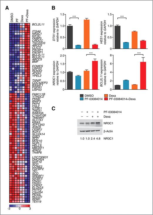 Figure 3. Enhancement of the glucocorticoid response by combination treatment with PF-03084014 and dexamethasone. A, heat map representation of top differentially expressed genes associated with PF-03084014 plus dexamethasone compared with dexamethasone treatment alone. Relative expression levels are color coded as indicated at the bottom. B, quantitative reverse transcriptase PCR analysis of HES1, DTX1, NR3C1, and BCL2L11 genes in CUTLL1 cells treated with DMSO, PF-03084014, dexamethasone, or PF-03084014 plus dexamethasone. Data are represented relative to DMSO-treated cells. ***, P < 0.001. C, Western blot analysis of NR3C1 protein levels following 24 hours treatment of the CUTLL1 cell line with DMSO, 1 μmol/L PF-03084014, 1 μmol/L dexamethasone, or PF-03084014 plus dexamethasone; β-Actin is shown as a loading control.