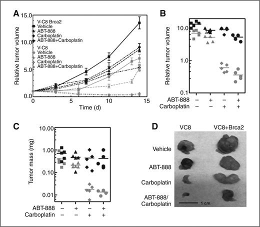 Figure 2. In vivo efficacy of ABT-888 in combination with carboplatin in Brca2 isogenic CHO xenograft models. A, relative tumor volume growth in mice (5 per group) bearing VC8 or VC8+Brca2 xenografts after vehicle, ABT-888, carboplatin, or ABT-888/carboplatin treatment (relative to the volume on day 1 of treatment). B, relative tumor volume after the 14-day treatment course. Horizontal lines are averages. C, tumor mass (mg) after the 14-day treatment course. Horizontal lines are averages. D, representative image of one tumor sample for each treatment group endpoint.