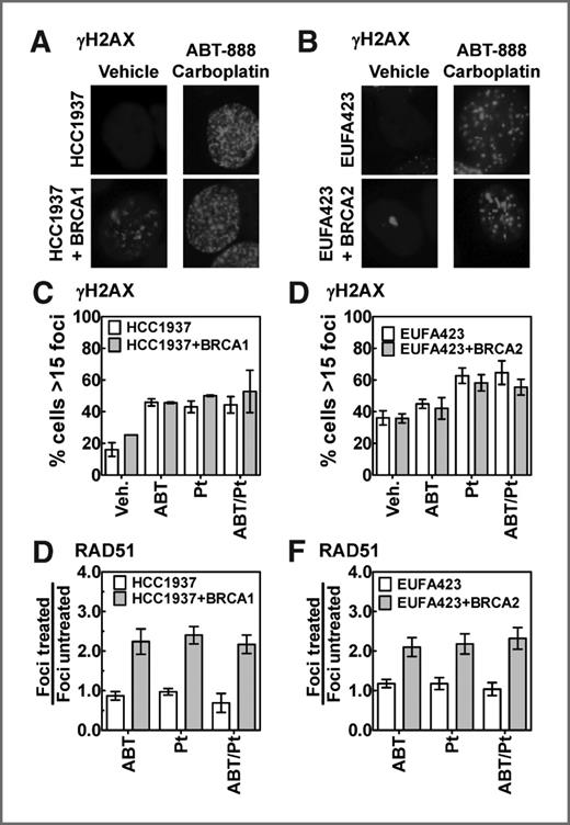 Figure 3. DNA damage response in BRCA and BRCA-complemented cell lines after ABT-888, carboplatin, or ABT-888/carboplatin combination treatment. All cells were analyzed after 24 hours of treatment and counterstained with 4′,6-diamidino-2-phenylindole. A, immunostained γH2AX foci in HCC1937 or HCC1937+BRCA1 cells treated with vehicle or 200 μmol/L ABT-888/25 μmol/L carboplatin combination. B, immunostained γH2AX foci in EUFA423F or EUFA423F+BRCA2 cells treated with vehicle or 12.5 μmol/L ABT-888/12.5 μmol/L carboplatin combination. C, quantification of γH2AX foci formation in HCC1937 or HCC1937+BRCA1 cells treated with vehicle, 200 μmol/L ABT-888 (ABT), 25 μmol/L carboplatin (Pt), or 200 μmol/L ABT-888/25 μmol/L carboplatin combination. D, quantification of γH2AX foci formation in EUFA423F or EUFA423F+BRCA2 cells treated with vehicle, 12.5 μmol/L ABT-888 (ABT), 12.5 μmol/L carboplatin (Pt), or 12.5 μmol/L ABT-888/12.5 μmol/L carboplatin combination. E, quantification of RAD51 foci in HCC1937 and HCC1937+BRCA1 cells. F, quantification of RAD51 foci in EUFA423F and EUFA423F+BRCA2 cells. RAD51 foci were analyzed after the same treatment conditions as for the γH2AX foci. The RAD51 foci vehicle control was used as the denominator (foci untreated) to determine the fold increase with the RAD51 foci treated. Raw data examples for RAD51 foci are found in Supplementary Fig. S5.