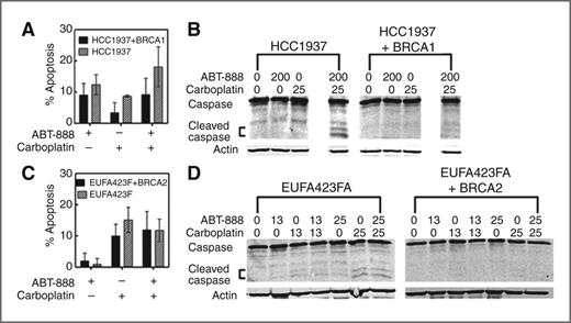 Figure 4. Cell death of BRCA and BRCA-complemented cell lines after treatment with ABT-888, carboplatin, or ABT-888/carboplatin combination. All cells were analyzed 72 hours after initial drug treatment. A, percentage of apoptotic cells determined from Annexin V staining of HCC1937 and HCC1937+BRCA1 cells incubated in medium containing vehicle or ABT-888 (200 μmol/L), carboplatin (12.5 μmol/L) or ABT-888/carboplatin (12.5 μmol/L/200 μmol/L). B, Western blot analysis of full and cleaved caspase-3 in HCC1937 and HCC1937+BRCA1 cells. C, percentage of apoptotic cells determined from Annexin V staining of EUFA423F or EUFA423F+BRCA1 cells incubated in medium containing vehicle or ABT-888 (12.5 μmol/L), carboplatin (12.5 μmol/L), or ABT-888/carboplatin (12.5 μmol/L/12.5 μmol/L). D, Western blot analysis of full and cleaved caspase-3 in EUFA423F and EUFA423F+BRCA2 cells.