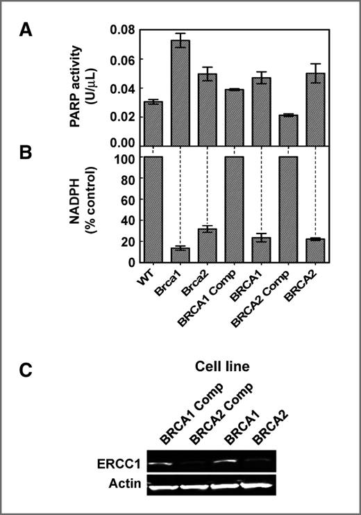 Figure 5. PARP activity and NADPH levels in Brca/BRCA and HRR-proficient cells and ERCC1 levels in BRCA and BRCA-complemented cell lines. A, PARP activity in the cellular extracts of 3 mESC (WT, Brca1, and Brca2) and 4 human cell lines (HCC1937, HCC1937+BRCA1, EUFA423F, and EUFA423F+BRCA2). B, as an indirect measure of PARP activity, NADPH levels were determined using reduction of WST-8. C, Western blot analysis of ERCC1 levels in cell extracts.