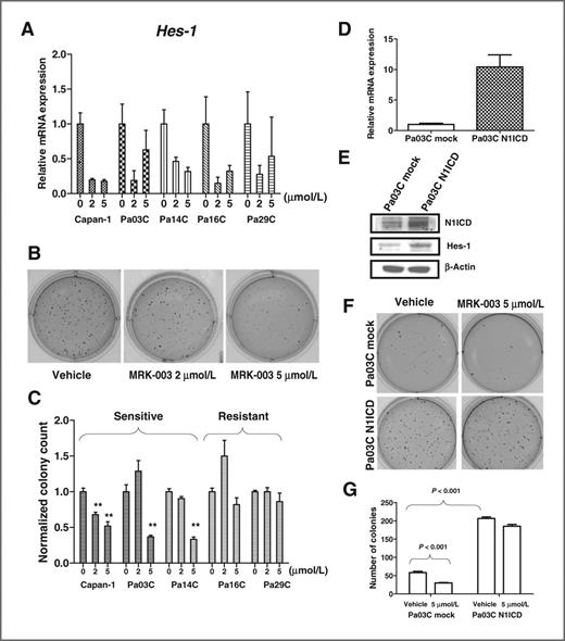 Figure 2. MRK-003 treatment inhibits anchorage-independent growth of PDAC cell lines, which is rescued by enforced expression of N1ICD. A, downregulation of Hes-1 mRNA is seen in PDAC lines treated with MRK-003. B, colony formation in soft agar is inhibited in Pa03C cells with 5 μmol/L of MRK-003. C, normalized colony counts in PDAC cell lines, pretreated with 2 and 5 μmol/L of MRK-003 (**, P < 0.01). Three of the cells lines (Capan-1, Pa03C, and Pa14C) were sensitive based on significant inhibition of anchorage growth, whereas the other 2 (Pa16C and Pa29C) were resistant. D and E, qRT-PCR and Western blots of N1ICD stably transfected Pa03C, showing overexpression of transcripts corresponding to the ICD domain as compared with mock-transfected cells. F and G, treatment of MRK-003 significantly reduced the number of colonies in mock Pa03C cells, whereas no significant effects are seen in N1ICD expressing Pa03C cells. Notably, expression of N1ICD per se results in a significant expansion of colonies in soft agar in untreated Pa03C compared with the mock controls.