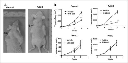 Figure 3. Ex vivo pretreatment with MRK-003 significantly inhibits engraftment in mice. A, representative photographs of mice injected with MRK-003 pretreated Capan-1 and Pa03C cells (tumor generated from vehicle and MRK-003 pretreatment-treated cell lines are on the right and left side of mice, respectively). B, tumor growth curves show that MRK-003 pretreatment significantly delayed engraftment in Capan-1 and Pa03C cells (**, P < 0.01) compared with the tumor generated from vehicle-treated cells. However, MRK-003 pretreatment did not impact the engraftment of Pa16C or Pa29C compared with the tumors generated from vehicle-treated cells.