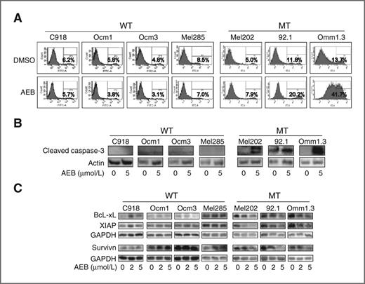 Figure 3. AEB071 induced apoptosis in uveal melanoma cells harboring GNAQ mutations. A, cells were treated with DMSO or 5 μmol/L AEB071 for 72 hours. Apoptotic cells were detected using Annexin V-FITC staining and FACS analysis. B, cells were treated with DMSO or 5 μmol/L AEB071 for 72 hours and subjected to immunoblot analysis of cleaved caspase-3. Increased caspase-3 cleavage was observed in GNAQ-mutated uveal melanoma cells. C, AEB071 decreased the expression of antiapoptotic proteins Bcl-xL, XIAP, and survivin in GNAQ-mutated cells. WT, GNAQ wild-type; MT, GNAQ mutation.