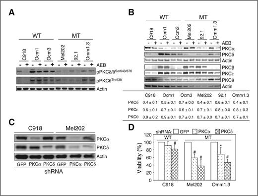Figure 4. PKCα and PKCδ are functionally important for uveal melanoma cells harboring GNAQ mutations. A, effect of AEB071 on phosphorylation of PKC isoforms in uveal melanoma cells. Cells were treated with 5 μmol/L AEB071 in the absence of serum and analyzed for PKC phosphorylation. B, AEB071 inhibited PKC expression in uveal melanoma cells. Cells were treated with 5 μmol/L AEB071 for 24 hours in the presence of 10% FBS and subjected to immunoblot analysis. PKCδ, ϵ, and θ levels in AEB-treated cells relative to control (DMSO-treated) cells are also shown. Relative levels (fold changes) are presented as mean ± SD of 3 to 4 experiments. Except PKCθ in C918 and Ocm1 cells and PKCϵ in Omm1.3 cells the difference between AEB-treated and control cells was statistically significant (Student t test, P < 0.05 or 0.01). C, PKCα and PKCδ were downregulated by shRNA-mediated knockdown. C918 and Mel202 cells were infected with lentivirus expressing shRNA for PKCα or PKCδ for 4 days and protein levels of these isoforms were determined by immunoblot analyses. D, knockdown of PKCα and PKCδ significantly reduced viability of Mel202 and Omm1.3 cells. Cell viability was determined 4 days after infection with lentivirus expressing PKC shRNA using MTS assay. Results are presented as mean ± SD of percent viability from 3 independent experiments. #, P < 0.01 versus cells expressing control GFP shRNA.