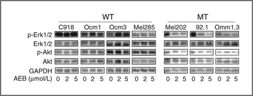 Figure 5. AEB071 selectively inhibited Erk1/2 phosphorylation in GNAQ-mutated uveal melanoma cells. Cells were treated with AEB071 for 72 hours and analyzed for the expression of Erk1/2 and Akt and their phosphorylation by immunoblot analyses. WT, GNAQ wild-type; MT, GNAQ mutation.