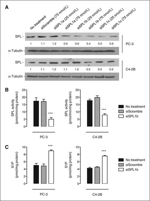 Figure 3. SPL inhibition by RNA silencing increases S1P levels in PC-3 and C4-2B prostate cancer cells. A, PC-3 (top) or C4-2B (bottom) cells were untransfected or transfected with 25 or 75 nmol/L of different siSPL (siSPL1a, siSPL1b, and siSPL1c) or 75 nmol/L scrambled siRNA (siScramble) for 72 hours. Cell lysates were assayed for SPL expression by Western blot analysis. Equal loading of protein was monitored using antibody to α-tubulin. Similar results were obtained in 3 independent experiments. SPL enzymatic activity (B) and S1P content (C) were quantified in PC-3 (left) or C4-2B (right) cells untransfected or transfected with 75 nmol/L siScramble or siSPL1b for 72 hours. Columns, mean of at least 3 independent experiments; bars, SEM. ***, P < 0.001.