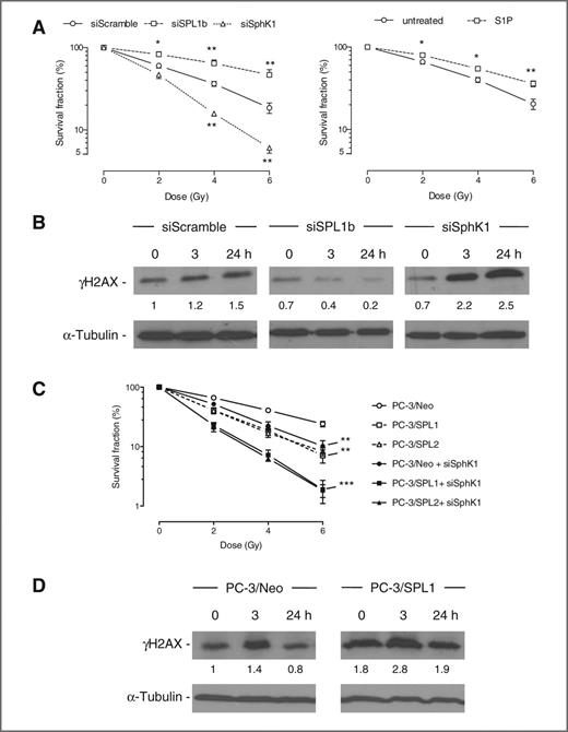 Figure 5. The modulation of S1P content in PC-3 prostate cancer cells triggers sensitivity or resistance to irradiation. A, PC-3 cells were transfected with 75 nmol/L siScramble, 75 nmol/L siSPL1b, or 33 nmol/L siSphK1 for 72 hours (left) or treated with 5 μmol/L exogenous S1P for 30 minutes then removed (right). Cells were then irradiated from 2 to 6 Gy and survival clones were counted 6 days later. Data are expressed as the percentage of survival fraction compared with nonirradiated cells. Points, mean of at least 4 independent experiments; bars, SEM. The 2-tailed P values between the means of siScramble and siSphK1 or siSPL1b-treated cells (left) or the means of untreated and S1P-treated cells (right) are *, P < 0.05; **, P < 0.01. B, cell lysates from PC-3 cells treated with siScramble, siSPL1b, or siSphK1 before irradiation (2 Gy) and recovered at different times were analyzed for γ-H2AX expression. Equal loading of protein was monitored using antibody to α-tubulin. Similar results were obtained in 3 independent experiments. C, PC-3/Neo and 2 different clones of PC-3 cells overexpressing SPL (PC-3/SPL1 and PC-3/SPL2) were transfected or not with siScramble (not shown as nontransfected or siScramble transfected cell lines reacted in a similar fashion) or siSphK1 for 72 hours. Cells were then irradiated from 2 to 6 Gy and survival clones were counted 6 days later. Data are expressed as the percentage of survival fraction compared with nonirradiated cells. Points, mean of at least 3 independent experiments; bars, SEM. The 2-tailed P values between the means of PC-3/Neo and the other experimental conditions are **, P < 0.01; ***, P < 0.001. D, cell lysates from PC-3/Neo and PC-3/SPL1 cells recovered at indicated times were analyzed for γ-H2AX expression. Equal loading of protein was monitored using antibody to α-tubulin. Similar results were obtained in 3 independent experiments.