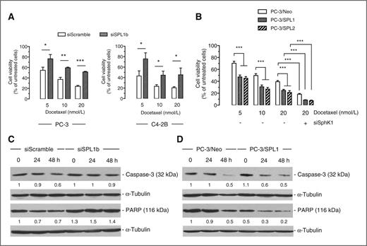 Figure 6. The modulation of S1P content in prostate cancer cells alters sensitivity to chemotherapy through caspase signaling. A, PC-3 (left) and C4-2B (right) cells were transfected with control siRNA (siScramble, 75 nmol/L, 72 hours) or siRNA directed to SPL (SPL1b, 75 nmol/L, 72 hours), then treated with the indicated concentrations of docetaxel for 72 hours, and cell viability was assessed by MTT. B, PC-3/Neo and 2 different clones of PC-3 cells overexpressing SPL (PC-3/SPL1 and PC-3/SPL2) were transfected or not with siScramble (not shown as nontransfected or siScramble-transfected cell lines reacted in a similar fashion) or siSphK1 for 72 hours. Cells were then treated with the indicated concentrations of docetaxel during 72 hours, and cell viability was assessed by MTT. Data are expressed as the percentage of cell viability compared with untreated cells. Points, mean of at least 4 independent experiments; bars, SEM. The 2-tailed P values between the means are *, P < 0.05; **, P < 0.01; ***, P < 0.001. C, cell lysates from PC-3 wild-type cells were transfected with control siRNA (siScramble, 75 nmol/L, 72 hours) or siRNA directed to SPL (SPL1b, 75 nmol/L, 72 hours), then incubated for the indicated times with 20 nmol/L docetaxel and were analyzed for full-length caspase-3 (32 kDa) and PARP (116 kDa) expression. D, cell lysates from PC-3/Neo and PC-3/SPL1 cells were treated for the indicated times with 20 nmol/L docetaxel and were analyzed for full-length caspase-3 (32 kDa) and PARP (116 kDa) expression. Equal loading of protein was monitored using antibody to α-tubulin. Similar results were obtained in 3 independent experiments.