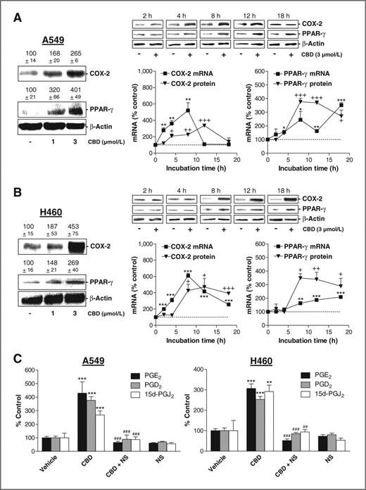Figure 2. Effect of cannabidiol (CBD) on COX-2 and PPAR-γ expression and on PG synthesis. A and B, real-time RT-PCR and Western blot analyses of the effect of cannabidiol on COX-2 and PPAR-γ mRNA and protein expression in A549 (A) and H460 (B) cells. β-Actin was used as loading control for Western blot analysis. Videodensitometric evaluations of Western blot analyses are given as percentage of vehicle control above the blots or in the charts. Cells were incubated with the indicated concentrations of cannabidiol or vehicle for 8 hours (A and B, left) or with 3 μmol/L cannabidiol or vehicle for the indicated times (A and B, middle and right). C, effect of 1 μmol/L NS-398 on cannabidiol (3 μmol/L)-induced PG synthesis. NS-398 was added to cells 1 hour before cannabidiol or vehicle and the incubation was continued for 18 hours. Values are mean ± SEM of n = 3–4 (COX-2 mRNA in A and B and values in C), n = 3 (A, left), n = 4 (PPAR-γ mRNA in A and B), n = 6 (B, left) or n = 3–6 (Western blot analyses of time-courses in A and B) experiments. +, P < 0.05; ++, P < 0.01; +++, P < 0.001 (for comparison of protein levels); *, P < 0.05; **, P < 0.01; ***, P < 0.001 versus vehicle; ##, P < 0.01; ###, P < 0.001 versus cannabidiol.