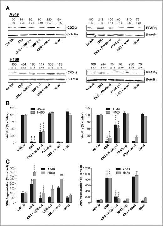 Figure 3. Impact of COX-2 and PPAR-γ siRNA on cannabidiol (CBD)-induced apoptosis. A–C, effect of COX-2 and PPAR-γ siRNA on COX-2 and PPAR-γ protein expression (A), cellular viability (B), and DNA fragmentation (C) in the presence or absence of 3 μmol/L cannabidiol. Incubation times were 8 hours (A, Western blot analyses), 48 hours (B, WST-1 test), and 18 hours (C, DNA fragmentation), respectively. β-Actin was used as loading control for Western blot analysis. Values above the blots represent videodensitometric analysis given as percentage of vehicle control (A). Values are mean ± SEM of n = 4 (A, top left, bottom right), n = 3 (A, bottom left, top right), n = 11–12 (B, left), n = 12 (B, right, A549), n = 18 (B, right, H460), n = 3–4 (C). *, P < 0.05; ***, P < 0.001 versus vehicle; ##, P < 0.01; ###, P < 0.001 versus cannabidiol.