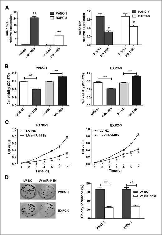 Figure 2. miR-148b inhibits growth of pancreatic cancer cells in vitro. A, the expression levels of miR-148b were tested by qRT-PCR in pancreatic cancer cells transfected with miR-148b mimics (miR-148b), miR-148b inhibitor (Inh-148b), and their respective negative controls (50 nmol/L) for 48 hours. B, the effect of transfection of miR-148b or Inh-148b and their respective negative controls (50 nmol/L) on the growth of PANC-1 and BXPC-3 cells was examined by MTT assays. C, the effect of miR-148b on cell proliferation was measured by MTT assays. 300 cells per well were incubated in 96-well plates for 1 to 7 days. Absorption values were read at 570 nm using an ELISA plate reader. D, proliferation was quantified using the colony formation assay. The colonies were evaluated and values were analyzed according to the ratio between LV-miR-148b–infected cells and LV-NC–infected cells at a multiplicity of infection of 10. All data are representative of 3 independent experiments. *, P < 0.05; **, P < 0.01 compared with control.