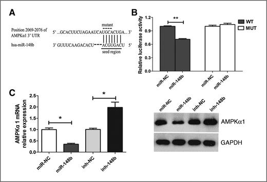 Figure 4. AMPKα1 is a direct target of miR-148b in PANC-1 cells. A, top, human AMPKα1 3′-UTR fragment containing wild-type or mutated miR-148b–binding sequence. Bottom, miR-148b and the miR-148b–binding site in the 3′-UTR of AMPKα1. B, luciferase reporter assays in PANC-1 cells, with cotransfection of wild-type or mutant 3′-UTR and miR-148b or miR-NC as indicated. Firefly luciferase activity was normalized by Renilla luciferase activity. C, the effects of miR-148b mimics or inhibitor on the expression of endogenous AMPKα1. qRT-PCR (left) and Western blot analysis (right) were used to monitor AMPKα1 expression in PANC-1 cells 48 hours after transfection with miR-148b or Inh-148b. *, P < 0.05; **, P < 0.01 compared with control.