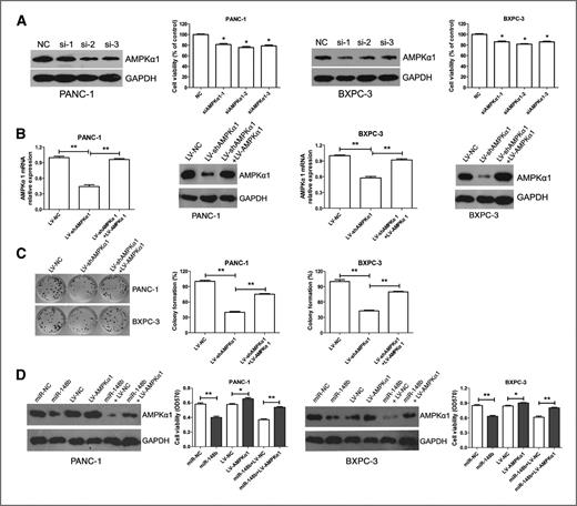 Figure 5. miR-148b targeted AMPKα1 contributes to pancreatic cancer cell growth in vitro. A, the effect of siRNA targeting AMPKα1 on AMPKα1 expression and growth of PANC-1 and BXPC-3 cells was examined by Western blot analysis and MTT assays. PANC-1 and BXPC-3 cells were transfected with 3 different siRNA targeting AMPKα1 (siAMPKα1-1, siAMPKα1-2, and siAMPKα1-3) or negative control for 48 hours. B, the effect of transfection of LV-shAMPKα1 and LV-AMPKα1 targeting AMPKα1 in PANC-1 and BXPC-3 cells was examined by qRT-PCR and Western blot analysis at 48 hours following transfection. C, the effect of transfection of LV-shAMPKα1 and LV-AMPKα1 on the growth of PANC-1 and BXPC-3 cells was examined by colony formation assays at 48 hours following transfection. D, the effect of miR-148b, LV-AMPKα1, and cotransfection of miR-148b and LV-AMPKα1 on AMPKα1 expression and pancreatic cancer cells viability were examined by Western blot analysis and MTT assays, respectively. All results were reproducible in 3 independent experiments. *, P < 0.05, **, P < 0.01.