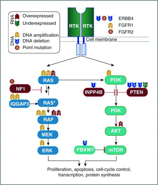 Figure 5. Mutations and differentially expressed genes overlaid onto abbreviated RAS/RAF/MEK/ERK and PI3K/AKT/mTOR pathway map. The numbers within the symbols denote individual patients. ERK, extracellular signal–regulated kinase.