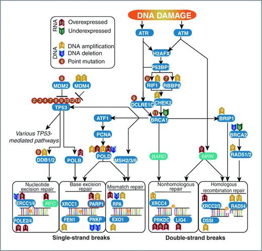 Figure 6. Mutations and differentially expressed genes overlaid onto abbreviated DNA repair pathways map. The numbers within the symbols denote individual patients.