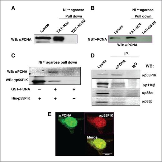 Figure 1. PI3K interacts with PCNA directly through the N-terminal ends of p55PIK (N24 domain). A, association of PCNA with N24. Lysates from FTC236 cells were incubated with TAT–N24 or TAT–N24M. fusion proteins. Ni++ agarose-bound proteins were analyzed by Western blotting (WB) using a monoclonal anti-PCNA antibody. B, interaction of GST-PCNA with TAT–N24. Purified GST-PCNA was incubated with TAT–N24 or TAT–N24M for 2 hours, Ni++ agarose was added and pull-down proteins were analyzed by Western blotting using a monoclonal anti-PCNA antibody. C, interaction of recombinant His-p55PIK fusion protein with GST-PCNA in vitro. E. coli–expressed and purified fusion proteins His-p55PIK and GST-PCNA were mixed and incubated for 2 hours; Ni++ agarose pull-down proteins were analyzed by Western blotting using monoclonal anti-PCNA antibody and anti-p55PIK antibody. D, specific interaction of p55PIK and PCNA in cultured cells. FTC236 cell lysates were immunoprecipitated (IP) with an anti-PCNA antibody or nonspecific mouse IgG. Immunoprecipitated proteins were analyzed by Western blotting using anti-p55PIK antibody, anti-p85α antibody, anti-p85β antibody or anti-p110β antibody as indicated. E, colocalization of p55PIK and PCNA in cultured cells. FTC236 cells on coverslips were stained with a monoclonal anti-PCNA antibody and fluorescein-labeled rabbit anti-mouse IgG (green) and with an anti-p55PIK antibody and phycoerythrin-labeled sheep anti-goat IgG (red). The images were taken on a laser-scanning confocal microscope as described. Areas of colocalization appear yellow.