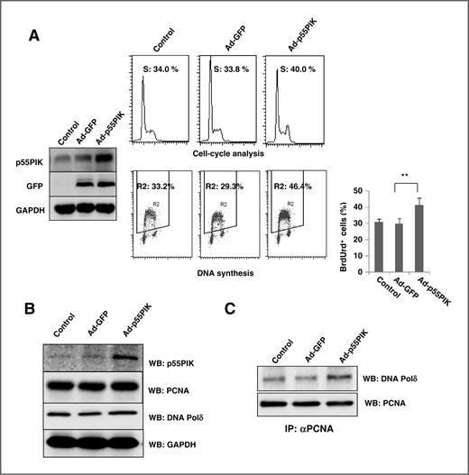Figure 2. Overexpression of p55PIK increased Polδ bound with PCNA and stimulated DNA synthesis. A, left, increased p55PIK expression. Cultured FTC236 cells were infected with Ad-p55PIK-GFP or control Ad-GFP adenovirus. Lysates from parental cells (control), Ad-GFP–infected cells, and Ad-p55PIK-GFP–infected cells were loaded on SDS-PAGE gels and p55PIK protein expression was assessed by Western blotting (WB) using anti-p55PIK antibody. Top, right, overexpressing p55PIK increased the cell-cycle progression. Cell-cycle analyses were conducted on uninfected FTC236 cells, cells infected with Ad-GFP or Ad-p55PIK-GFP as described in Materials and Methods. Representative histograms from an individual experiment and similar results were obtained in three independent experiments. Overexpression of p55PIK stimulated the DNA synthesis. FTC236 cells were infected with the Ad-p55PIK-GFP or Ad-GFP. BrdUrd was added 48 hours after infection, and cells were cultured for an additional 30 minutes. Cells then were collected and immunostained for BrdUrd and counterstained for nucleic acid with PI. BrdUrd incorporation into DNA and DNA content in nuclei were determined by flow cytometry analysis. Representative data from an individual experiment; similar results were obtained in three independent experiments; the data are presented quantitatively with error bars and appropriate statistical analysis (**, P < 0.01). Note that the percentage of cells in active DNA synthesis is defined as BrdUrd+ cells/total cells (the events in R2 area/total events). B, effects of overexpressing p55PIK on p21, PCNA, and Polδ proteins in FTC236 cells. Cellular lysates were prepared and proteins were analyzed by Western blotting using antibodies against p21, PCNA, Polδ, and p55PIK as described in Materials and Methods. Glyceraldehyde-3-phosphate dehydrogenase (GAPDH) expression also was analyzed with an appropriate antibody to show the equal loading of proteins in every well. C, overexpressing p55PIK increased the association of PCNA with Polδ in FTC236 cells. Cellular lysates from cells overexpressing p55PIK or control cells were prepared and immnunoprecipitated with anti-PCNA antibodies; Polδ proteins associated with PCNA were analyzed by Western blotting using antibodies against PCNA and Polδ.