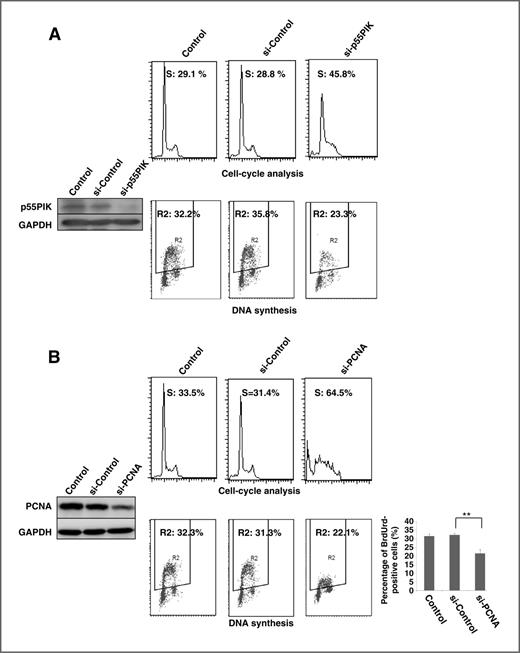 Figure 3. Knockdown of p55PIK and PCNA led to cell-cycle arrest at S-phases and inhibited DNA synthesis. A, left, downregulated p55PIK expression in FTC236 cells. FTC236 cells were transfected with siRNA against p55PIK (si-p55PIK) and control RNA (si-control). Lysates from parental cells (control), si-p55PIK–transfected cells, and si-control–transfected cells were loaded on a gel and p55PIK protein expression was assessed by Western blotting using anti-p55PIK antibody. Top, right, downregulated p55PIK induced the cell-cycle arrest at S and G2–M phases. Cell-cycle analyses were conducted on control FTC236 cells, cells transfected with si-p55PIK or si-control. Representative histograms from an individual experiment and similar results were obtained in three independent experiments. Bottom right, downregulated p55PIK decreased the DNA synthesis in FTC236 cells. FTC236 cells were transfected with the si-p55PIK or si-control. BrdUrd was added 48 hours after infection, and cells were cultured for an additional 30 minutes. Cells then were collected and immunostained for BrdUrd and counterstained for nucleic acid with PI. BrdUrd incorporation into DNA and DNA content in nuclei were determined by flow cytometry analysis. Representative data from an individual experiment; similar results were obtained in three independent experiments. Note that the percentage of cells in active DNA synthesis is defined as BrdUrd+ cells/total cells (the events in R2 area/total events). B, left, downregulation of PCNA in Rb-deficient cells. FTC236 cells were transfected with siRNA against PCNA (si-PCNA) or control small RNA (si-control). Lysates from parental cells (control), si-PCNA–transfected cells, and si-control-transfected cells were loaded on a gel and PCNA protein expression was assessed by Western blotting using anti-PCNA antibody. Top, right, downregulated PCNA induced cell-cycle arrest at S-phase and increased cell death in Rb-deficient cells. Cell-cycle analyses were conducted on FTC236 cells transfected with si-PCNA or si-control as described in Materials and Methods. Representative histograms from an individual experiment and similar results were obtained in three independent experiments; the data are presented quantitatively with error bars and appropriate statistical analysis (**, P < 0.01; *, P < 0.05). Bottom right, downregulated PCNA inhibited DNA synthesis. FTC236 cells were transfected with the si-p55PIK or si-control. BrdUrd was added 48 hours after infection, and cells were cultured for an additional 30 minutes. Cells then were collected and immunostained for BrdUrd and counterstained for nucleic acid with PI. BrdUrd incorporation into DNA and DNA content in nuclei were determined by flow cytometry analysis. Representative data from an individual experiment; similar results were obtained in three independent experiments; the data are presented quantitatively with error bars and appropriate statistical analysis (**, P < 0.01; *, P < 0.05). Note that the percentage of cells in active DNA synthesis is defined as BrdUrd+ cells/total cells (the events in R2 area/total events).