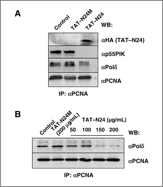 Figure 5. TAT–N24 blocked the binding of p55PIK with PCNA and decreased association of PCNA with Polδ. A, TAT–N24 blocked the binding or p55PIK with PCNA in cultured cells. FTC236 cells were incubated with TAT–N24 (200 μg/mL) or control TAT–N24M for 24 hours. Cellular lysates were immunoprecipitated (IP) with an anti-PCNA antibody. Immunoprecipitated proteins were analyzed by Western blotting (WB) using anti-HA antibody (for TAT–N24 or TAT–N24M fusion proteins), anti-p55PIK antibody, anti-Polδ antibody as indicated; PCNA also was analyzed with an appropriate antibody to show the equal amount of PCNA proteins in every group. B, TAT–N24 fusion proteins decreased the association of PCNA with Polδ in cultured cells. FTC236 cell were incubated with various concentrations of TAT–N24 or TAT–N24M (200 μg/mL) for 24 hours. Cellular lysates were immunoprecipitated with an anti-PCNA antibody. Immunoprecipitated proteins were analyzed by Western blotting using anti-Polδ and PCNA antibodies.