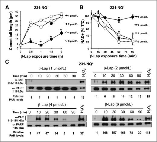 Figure 3. PARP1 hyperactivation is a determining factor in β-lap–induced programmed necrosis. A, 231-NQ+ cells were treated with various β-lap doses as indicated and total DNA damage was measured by alkaline comet assays. Comet tails, a measure of DNA damage, were quantified using ImageJ software (17) and means ± SE from 50 individual cells per group from 3 independent experiments were measured. *, P ≤ 0.01 (to 6 μmol/L, β-lap). B, 231-NQ+ cells were treated with β-lap doses (1, 2, 4, or 6 μmol/L) for the indicated times. Changes in NAD+ content were measured (18). C, 231-NQ+ cells were treated with various β-lap doses for the indicated times and PARP1 hyperactivation monitored by PAR-PARP1 formation. PAR-modified PARP-1 seen as 116 to 118 kDa bands and represents inactive PARP1. H2O2 (200 μmol/L, 60 minutes) was used as a positive control for PAR-PARP1 formation. Shown are representative Western blots of experiments conducted at least 3 times.