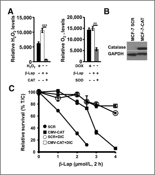Figure 4. Catalase prevents β-lap–induced H2O2 formation and enhances clonogenic survival. A, 231-NQ+ cells were treated with β-lap (4 μmol/L) in the presence or absence of 1,000 U catalase or 3,000 U CuZnSOD and stained with DHE or DCFDA for superoxide or H2O2 formation, respectively, as in Fig. 1. H2O2 (200 μmol/L) or DOX (5 μmol/L) exposures were for 30 minutes as positive controls. Shown are means ± SE of integrated density values from representative digital images of at least 100 cells. Data are from experiments conducted 3 independent times in triplicate. **, P ≤ 0.01; ***, P ≤ 0.001. B, MCF-7 cells were transiently transfected with a CMV-driven catalase (CMV-CAT) expression vector or SCR, from Open Biosystems. Transfected MCF-7 cells were assayed for catalase expression by Western blot analysis. GAPDH levels were monitored as an internal loading control. C, MCF-7 cells were transiently transfected with CMV-CAT or SCR expression vectors. After 48 hours, cells were trypsinized, counted, and plated in 48-well dishes. After adhering for 24 hours, cells were treated with β-lap (closed circle or closed square represents SCR or CMV-CAT transfected MCF-7 cells, respectively) or β-lap+ dicoumarol (open circle or square represents SCR or CMV-CAT transfected MCF-7 cells, respectively) at the indicated doses and survival assessed.