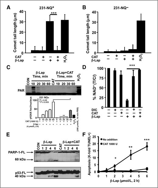 Figure 6. Exogenous catalase abrogates β-lap–induced cytotoxicity. A and B, 231-NQ+ or 231-NQ− cells were treated with β-lap (4 μmol/L, 2 hours) with or without catalase (1,000 U). Alkaline comet assays were then conducted (17). Shown are comet tail means ± SE of at least 50 comet tails per condition. Student t tests were conducted to determine significance between groups. ***, P ≤ 0.001. C (top), 231-NQ+ cells were treated with 4 μmol/L β-lap as indicated with (right) or without (left) catalase (1,000 U). H2O2 (200 μmol/L, 60 minutes) was used a positive control. Whole-cell lysates were assessed for PARP1 hyperactivation (PAR-PARP1). γ-H2AX foci levels were assessed (bottom) in 231-NQ+ cells exposed to 4 μmol/L β-lap (with or without 1,000 U of catalase) or 200 μmol/L H2O2. Foci formed in individual cells were assessed microscopically as described previously (17). D, 231-NQ+ cells were treated with β-lap (4 μmol/L, 2 hours), with or without catalase (1,000 U), and with or without 40 μmol/L DIC. Cells were analyzed for NAD+ levels as in Fig. 3 and data presented as means ± SE from 3 experiments conducted in triplicate each. ***, P ≤ 0.001. E, 231-NQ+ cells were treated with varying doses of β-lap for 2 hours with (right) or without (left) catalase (1,000 U). Whole-cell lysates were analyzed for PARP1 and p53 proteolysis (15). F, 231-NQ+ cells were treated with various β-lap doses (1, 2, 4, or 6 μmol/L) with or without catalase (1,000 U) for 2 hours and populations analyzed for TUNEL+ staining 48 hours later (18). Data were graphed as X-fold TUNEL+ staining changes of β-lap–exposed versus DMSO-treated cells ±SE from 3 independent experiments repeated in triplicate. *, P ≤ 0.05; **, P ≤ 0.01; and ***, P ≤ 0.001.