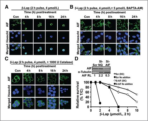 Figure 7. β-Lap–induced cell death factor activation is abrogated by exogenous catalase. A to C, MCF-7 cells were treated with β-lap (4 μmol/L, 2 hours) (A), ± BAPTA-AM (5 μmol/L) (B), or 1,000 U catalase (C). Cells were then fixed and stained for AIF expression and Hoescht as described (39) and representative confocal micrographs taken at 100× magnification. Both BAPTA-AM and catalase prevented AIF translocation from mitochondria to nuclei, and movement of mitochondria to perinuclear space. Mitochondria-specific staining confirmed AIF localization in organelles. D, MCF-7 cells were transiently transfected with 20 μmol/L siRNA specific for AIF or with scrambled nonsense siRNA as a control (40). Specific downregulation of AIF expression was confirmed by Western blotting (see inset) using α-tubulin as a loading control. AIF relative levels (RL) were assessed by comparing densitometry scans (NIH ImageJ software) of the loading control and AIF protein levels. Stable shRNA–AIF–transfected MCF-7 or MDA-MB-231 cells had altered growth rates and morphology and were not used. After 48 hours, cells were treated with various β-lap doses (μmol/L, 2 hours), with or without 40 μmol/L DIC and survival assessed as in Fig. 2.