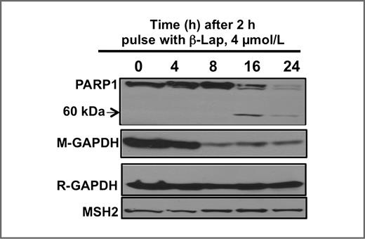 Figure 8. GAPDH proteolysis is induced during β-Lap–induced cell death. MCF-7 cells were treated with β-lap (4 μmol/L, 2 hours) and whole-cell extracts monitored for PAR-PARP1, S-nitrosylated GAPDH (M-GAPDH), or total GAPDH (R-GAPDH) using antibodies that detect a specific site known to be S-nitrosylated (41) or a polyclonal antibody to GAPDH, respectively. MSH2 levels were monitored as an internal loading control.