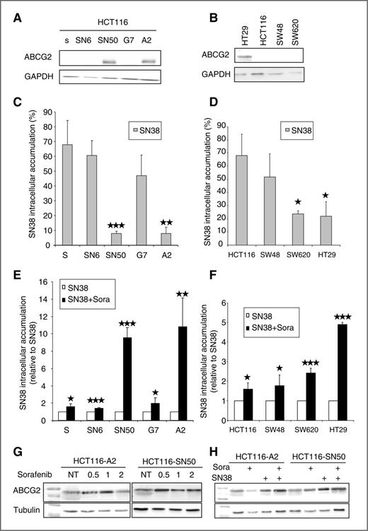 Figure 4. Sorafenib enhances SN-38 intracellular accumulation. A, Western blot analysis of ABCG2 expression in the SN-38–sensitive HCT116-s and the SN-38–resistant HCT116-SN6, HCT116-SN50, HCT116-G7, and HCT116-A2 cell lines. Protein loading is shown by GAPDH. B, Western blot analysis of ABCG2 expression in HT29, HCT116, SW48, and SW620 cells. Protein loading is shown by GAPDH. C, flow cytometric analysis of SN-38 intracellular accumulation in HCT116-s, HCT116-SN6, HCT116-A2, HCT116-SN50, and HCT116-G7 cells. D, flow cytometric analysis of SN-38 intracellular accumulation in HCT116, SW48, SW620, and HT29 cells. E, flow cytometric analysis of SN-38 intracellular accumulation in HCT116-s, HCT116-SN6, HCT116-A2, HCT116-SN50, and HCT116-G7 cells after exposure to SN-38 alone or in combination with sorafenib. The SN-38 + sorafenib values are relative to the SN-38 alone values (set to 1) to compare the fold-change between conditions. F, flow cytometric analysis of SN-38 intracellular accumulation in HCT116, SW48, SW620, and HT29 cells following exposure to SN-38 alone or in combination with sorafenib. The SN-38 + sorafenib values are relative to the SN-38 alone values (set to 1) to compare the fold-change between conditions. G, Western blot analysis of ABCG2 expression in HCT116-A2 and HCT116 SN50 treated with sorafenib 0.5, 1, and 2 μmol/L during 72 hours. Protein loading is shown by tubulin. H, Western blot analysis of ABCG2 expression in HCT116-A2 and HCT116 SN50 treated with sorafenib (2 μmol/L), SN-38 (20 nmol/L), or sorafenib (0.5 μmol/L) + SN-38 (20 nmol/L) during 72 hours. Protein loading is shown by tubulin. *, P < 0.05; **, P < 0.01; ***, P < 0.001.