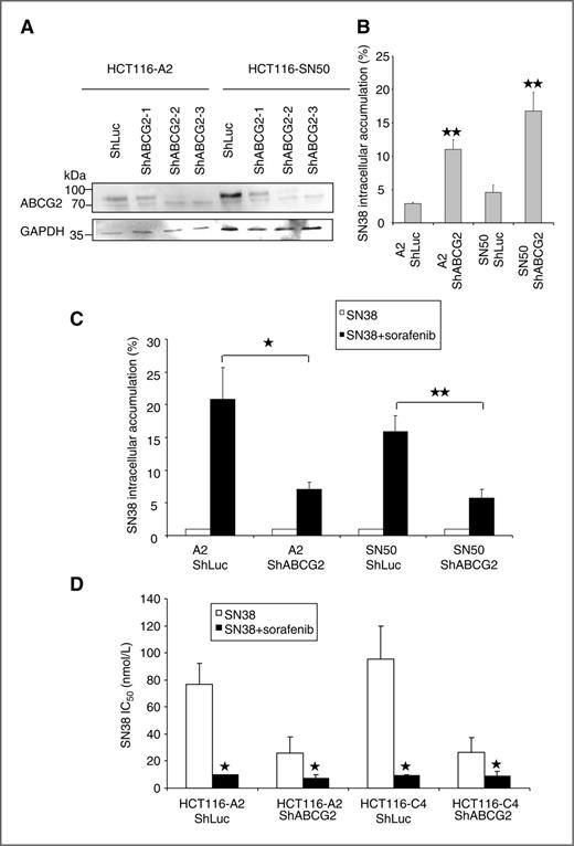 Figure 5. Sorafenib enhances SN-38 cytotoxic effect by inhibiting ABCG2 drug-efflux function. A, Western blot analysis of ABCG2 expression in SN-38–resistant HCT116-A2 and HCT116-SN50 cells transfected with three different shRNAs against ABCG2 or the control shRNA ShLuc. Protein loading is shown by GAPDH. B, flow cytometric analysis of SN-38 intracellular accumulation in HCT116-A2 and HCT116-SN50 that express ShLuc or ShABCG2-3. C, flow cytometric analysis of SN-38 intracellular accumulation in HCT116-A2 and HCT116-SN50 that express ShLuc or ShABCG2-3 following exposure to SN-38 alone or in combination with sorafenib. The SN-38 + sorafenib values are relative to the SN-38 alone values (set to 1) to compare the fold-change between conditions. D, sulforhodamine B assays to determine the IC50 of SN-38 in HCT116-A2 and HCT116-SN50 cells that express ShLuc or ShABCG2-3 following treatment with SN-38 alone or in combination with sorafenib. *, P < 0.05; **, P < 0.01.