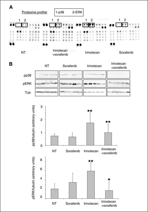 Figure 6. Effect of sorafenib + irinotecan on activation of intracellular kinases. A, phosphorylation status of intracellular kinases was compared using proteome profiler array in nuclear extracts from xenografts from untreated (NT) or mice treated with irinotecan + sorafenib, irinotecan alone, or sorafenib alone. Quantitative data were obtained using the G-Box from Syngene and the GenTools software. B, the phosphorylation of p38 and ERK was verified by Western blotting on protein extract from xenografts from five different mice. Equal loading is shown by tubulin. Quantification of phospho-p38 (pp38) and phospho-ERK (pERK) relative to tubulin. Histograms represent the mean of the five different mice for each treatment. *, P < 0.05; **, P < 0.01.