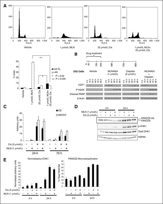 Figure 3. Cell-cycle profile following treatment with MLN4924 and cisplatin. A, top, representative propidium iodide FACS histograms of SKOV3 ovarian cancer cells treated with vehicle only, cisplatin, MLN4924, or the combination. Following 24 hours of drug treatment, cells were washed with PBS and incubated with fresh media, and harvested 48 hours later for cell-cycle analysis. Bottom, bar graph represents the proportion of cells with sub-G1 and >4N profiles. Error bars, SD. B, time course of CDT1 accumulation, DNA damage, and apoptosis following treatment with MLN4924 and cisplatin. Duration of drug treatment was 24 hours except for the 4 and 16 hours time points. For the later time points, cells were washed with PBS and incubated with fresh media after 24 hours of drug treatment. C, cisplatin-DNA adduct levels as determined by an ELISA in SKOV3 and ES2 cells treated with cisplatin for 24 hours with or without MLN4924. Error bars, SD. D, FANCD2 monoubiquitination and p-CHK1 (Ser 345) in ES2 cells 4 and 24 hours after initiation of treatment. E, bar graphs represent densitometric quantitation of the monoubiquitinated form of FANCD2 (as percentage of total FANCD2), and relative abundance of phosphorylated CHK1 (Ser345; normalized to HSP-90 used as a loading control). Error bars, SD.
