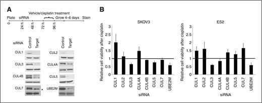 Figure 4. Effect of cullin knockdown on cell survival following cisplatin treatment. Cell viability was assayed using focus formation following control or target-directed siRNA, and in the presence or absence of cisplatin treatment. A, timeline of the experiment and representative protein levels of siRNA targets assessed by Western blotting at the time of cisplatin/vehicle treatment. The bottom panel represents loading control (glyceraldehyde-3-phosphate dehydrogenase). Asterisk represents a cross-reacting band. B, incremental effect on cisplatin-induced cell viability was calculated by dividing the change in cell survival in siRNA + cisplatin-treated cells by that of the siRNA + vehicle cells (survival in both conditions was first normalized to that of control siRNA). A ratio of 1.0 indicated no incremental effect on cisplatin toxicity. Ratios less and more than 1.0 indicated enhancement and antagonism of cisplatin effect, respectively. Data shown are average of 4 independent experiments. Error bars, SEM.