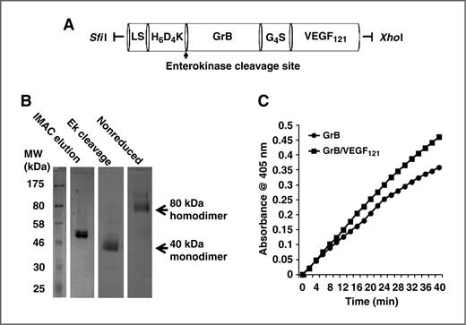 Figure 1. Construction, expression, and purification of GrB/VEGF121. A, the GrB/VEGF121 cassette encoding the hexa-histidine tag and an enterokinase cleavage site (H6D4K) was cloned in frame 3′ to the secretion leader peptide in the 5.2 kb pSecTag plasmid. LS, Igκ leader sequence and Myc tag with the following amino acid sequence: METDTLLLWVLLLWVPGSTGDAAQPAEQKLISEEDLNSAVDGSGSGHM. B, Coomassie blue staining showing purification of pro-GrB/VEGF121 from transiently transfected HEK-293T cells using Co-IMAC. The activated GrB/VEGF121 was purified as an 80-kDa homodimer. C, GrB enzymatic activity assay indicating that the GrB portion of the fusion construct was comparable with commercially prepared GrB.