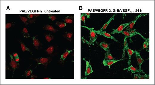 Figure 2. GrB/VEGF121 internalization into PAE/VEGFR-2 was driven by VEGF121. Cells were untreated (A) or treated with 20 nmol/L GrB/VEGF121 for 24 hours (B), followed by detection of GrB. Nuclei were stained with PI. Only nuclei were visible in untreated PAE/VEGFR-2 cells, whereas fluorescent GrB staining was observed in the cytoplasm of GrB/VEGF121–treated cells.