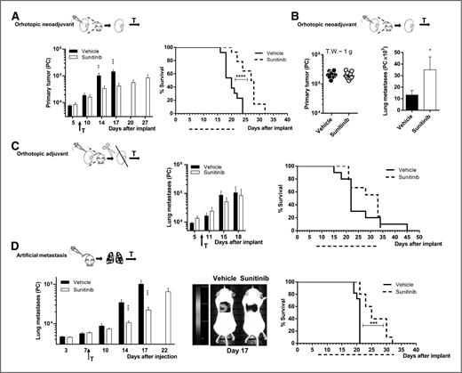Figure 1. Effect of sunitinib on metastatic Renca-luc tumors. A and B, orthotopic injection, neoadjuvant setting. Renca-luc cells were injected under the renal capsule (intrakidney, i.k.) in Balb/c mice and on day 5 tumor take was assessed by bioluminescence (BLI) and animals were randomized by photon count (PC) to treatment (T↑) with either vehicle (n = 20) or sunitinib (n = 20, 30 mg/kg) for 12 days. Primary tumor growth and metastatic burden were followed by BLI and expressed as PC. A, effect of sunitinib on the lifespan of mice (10 per group). Primary tumor growth (PC) along the test period (mean ± SEM, **, P < 0.01; ***, P < 0.001; left). Effect of sunitinib on survival (****, P < 0.0001; right). B, animals (10 per group) were killed with a median primary tumor of 2 × 105 PC (tumor weight ∼1 g) on different days (median vehicle 19 (16–26); sunitinib 32 (19–34), and lung metastases were assessed by BLI (mean ± SEM). Primary tumor (PC; left); lung metastatic burden (PC; right) at scheduled death (mean ± SEM; *, P < 0.05). C, orthotopic injection, adjuvant setting. Renca-luc cells were injected i.k. in Balb/c mice, which were nephrectomized (primary tumor resection) on day 6, one day after the BLI assessment of tumor take and lung metastases implantation. Two days after surgery (day 8), mice (10 per group) were treated (T↑) with either vehicle or sunitinib (30 mg/kg) for 12 days; metastatic spread was followed by BLI. Effect of sunitinib on the metastatic spread (PC; left) in mice after surgery (mean ± SEM); effect of sunitinib on lifespan (right). D, intravenous injection, artificial metastases. Renca-luc cells were injected into the tail vein (i.v.) of Balb/c mice, which were treated (T↑) with either vehicle or sunitinib (30 mg/kg) until scheduled death, starting from day 7 after tumor injection (10 per group). From left to right, effect of sunitinib on metastatic spread along the test period, followed by BLI (PC; mean ± SEM; ***, P < 0.001); one representative mouse of the vehicle and sunitinib-treated groups imaged on day 17; effect of sunitinib on lifespan (***, P < 0.001).