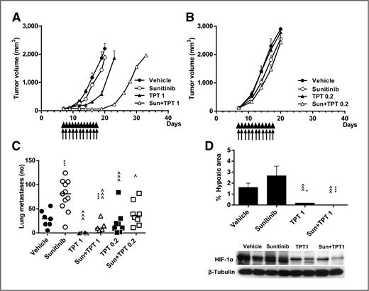 Figure 5. Antitumor and antimetastatic activity of sunitinib in combination with metronomic topotecan on LLC. LLC cells were injected in the tibial muscle of C57/BL6 mice, which were treated daily with sunitinib (30 mg/kg, ↑), starting from day 7 (palpable tumors), alone or in combination with metronomic, low-dose, topotecan (TPT-1, 1 mg/kg or TPT-0.2, 0.2 mg/kg, ▴, 8–10/group), daily for 10 days. A and B, antitumor activity of sunitinib in combination with TPT-1 (A) or TPT-0.2 (B; mean tumor volume ± SEM); C, number of lung metastases at scheduled death (i.e., primary tumor volume of 2,000 mm3). ***, P < 0.001 vs. vehicle; ^, P < 0.05; ^^^, P < 0.001 vs. sunitinib. D, top, percentage intratumor hypoxic area (pimonidazole adduct) per field as from A, (mean ± SEM, 5 per group; *, P < 0.05; ***, P < 0.001 vs. vehicle; ^^^, P < 0.001 vs. sunitinib); bottom, Western Blot analysis for HIF-1α, on parallel tissue samples (2 mice per group).