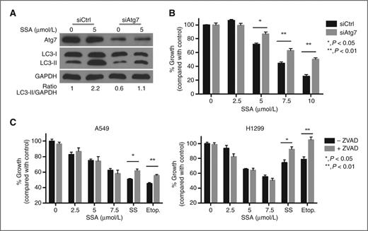 Figure 4. Autophagy mediates SSA-induced cancer cell death. A, modulation of SSA-induced autophagy by knockdown of Atg7. A549 cells were transfected with either Atg7 siRNA or a nonsilencing control siRNA for 24 hours and then treated with 5 μmol/L SSA for 4 hours. Levels of Atg7 and LC3-II were measured by Western blotting. B, knockdown of autophagy can attenuate SSA-induced cytotoxicity. A549 cells were transfected with either Atg7 or control siRNA for 24 hours and then treated with SSA for an additional 24 hours before measuring viability by CTG assay. C, inhibition of apoptosis does not lead to an increase in viability after SSA treatment. A549 and H1299 cells were pretreated with 40 μmol/L of pan-caspase inhibitor Z-VAD-FMK for 1 hour and then further incubated with different doses of SSA, SS (100 μmol/L), and etoposide (100 μmol/L).
