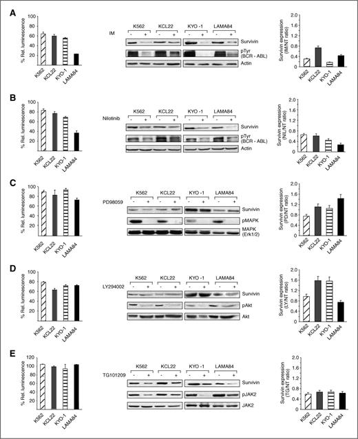 Figure 2. JAK2 inhibition reduces survivin expression in CML cells. The indicated cell lines were treated for 24 hours with 1 μmol/L IM (A), 12.5 nmol/L nilotinib (B), 50 μmol/L PD98059 (C), 20 μmol/L LY294002 (D), 7.5 nmol/L TG101209 (E), and subsequently assessed for their proliferation rate (left). Lysates were then assayed for the expression and phosphorylation of the specified proteins (middle; a blot representative of 3 separate experiments is shown). Histograms (right) depict survivin expression in each cell line normalized to actin, MAPK, AKT, or JAK2 as quantified by densitometric analysis, with survivin levels in untreated cells arbitrarily set at 1. Columns represent average ± SD of 3 independent experiments.