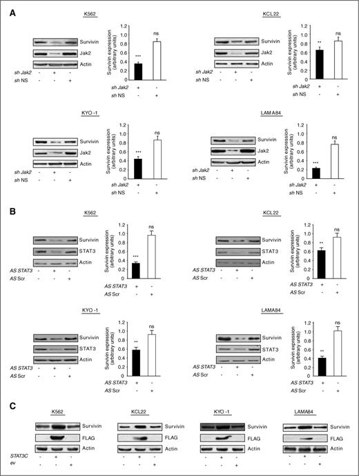 Figure 3. JAK2/STAT3 signaling contributes to BCR-ABL–mediated induction of survivin. A, protein extracts from the specified cell lines lentivirally transduced with either control (sh NS) or JAK2-specific (sh JAK2) shRNAs were blotted for survivin or JAK2 to verify the efficacy of the silencing procedure. B, to study the contribution of STAT3, the same cells were electroporated with antisense oligonucleotides against STAT3 (AS STAT3) or with a scrambled control (AS Scr). After 48 hours, lysates were blotted for survivin or STAT3 to confirm the decrease of the latter protein. Histograms on the right of each immunoblot measure survivin expression in the indicated conditions, with densitometric analysis conducted as detailed in the previous figure. Columns show average ± SD of 3 separate experiments. C, to further confirm the role of STAT3 in the regulation of survivin, cell lysates from CML cells lentivirally transduced with pLEX STAT3C or pLEX empty vector were blotted using antisurvivin (top), anti-FLAG (middle), or antiactin (bottom) antibodies. Panels show a blot representative of 3 independent experiments. **, P < 0.01; ***, P < 0.001; ns, not significant.