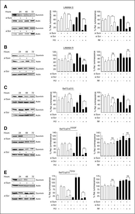 Figure 4. Survivin silencing sensitizes IM-resistant cells expressing BCR-ABL mutants to the effect of HU. The indicated IM-sensitive (A) and IM-resistant (B) cells were electroporated with siRNAs against survivin (si Surv) or with a scrambled control (si Scr) and analyzed by immunoblot to ensure survivin silencing (left panels). Twenty-four hours after electroporation, cells were treated with 1 mmol/L HU (middle panels) or 1 μmol/L IM (right) for 24 (white columns) or 48 (black columns) hours and the effect of these treatments was assessed using the ATPLite luminescence assay. The same experiments were repeated on murine Ba/F3 cells lentivirally transduced with either wild-type BCR-ABL (Ba/F3p210); C or with the indicated BCR-ABL mutants that confer IM resistance (D, E). Results shown represent average ± SD of at least 3 separate experiments conducted in triplicate with relative luminescence of untreated cells set at 100%. *, P < 0.05; **, P < 0.01; ***, P < 0.001; ns, not significant.
