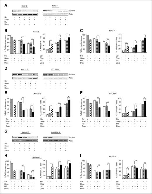 Figure 5. Treatment with the Hsp90 inhibitor shepherdin sensitizes IM-resistant cells to different cytotoxic drugs. IM-sensitive and IM-resistant cell lines were incubated for 24 hours with 30 μmol/L shepherdin (Shep) or with an equal concentration of a scrambled peptide (Scr). Alternatively, cells were exposed to 2 cytotoxic compounds [1 mmol/l HU, 1 μmol/L doxorubicin (Doxo)] in association with either Shep or Scr. Cell lysates were then examined by immunoblot to confirm survivin downregulation in the presence of shepherdin (A, D, and G). The effect of each combination was then assessed using the ATPLite luminescence assay (B, C, E, F, H, and I, left) or Annexin V-FITC/PI double staining (B, C, E, F, H, and I, right). Columns represent average ± SD of 3 independent experiments conducted in triplicate (for the ATPLite assay untreated cells were arbitrarily set at 100). *, P < 0.05; **, P < 0.01; ***, P < 0.001; ns, not significant.