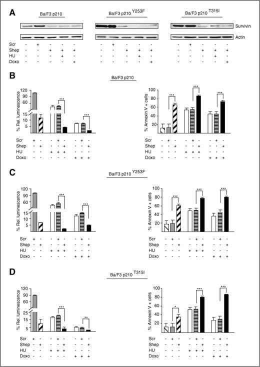 Figure 6. Treatment with shepherdin sensitizes IM-resistant cells expressing BCR-ABL mutants to HU and doxorubicin (Doxo). Ba/F3 cells expressing either wild-type BCR-ABL or the indicated IM-resistant mutants were incubated for 24 hours with 30 μmol/L shepherdin (Shep) or with an equal concentration of a scrambled peptide (Scr). Alternatively, cells were exposed to 1 mmol/L HU or 1 μmol/L Doxo in association with either shepherdin or Scr. Cell lysates were then examined by immunoblot to confirm survivin downregulation in the presence of shepherdin (A). The effect of each combination was then assessed using the ATPLite luminescence assay (B–D, left) or Annexin V-FITC/PI double staining (B–D, right). Columns represent average ± SD of 3 independent experiments conducted in triplicate (for the ATPLite assay untreated cells were arbitrarily set at 100). *, P < 0.05; **, P < 0.01; ***, P < 0.001.