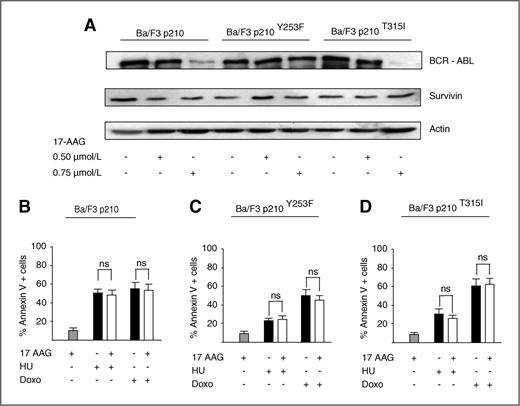 Figure 8. The combination of 17-AAG and HU or doxorubicin (Doxo) does not increase death rates of Ba/F3 cells expressing BCR-ABL mutants. Ba/F3 cells expressing either wild-type BCR-ABL or the indicated IM-resistant mutants were incubated for 24 hours with 0.5 μmol/L or 0.75 μmol/L 17-AAG. Cell lysates were then examined by immunoblot to ascertain changes in BCR-ABL expression (A). Alternatively, the same cells were exposed to 1 mmol/L HU or 1 μmol/L Doxo in association with 0.5 μmol/L 17-AAG. The effect of each combination on cell viability was then assessed using Annexin V-FITC/PI double staining (B–D). Columns represent average ± SD of 3 independent experiments conducted in triplicate. ns, not significant.