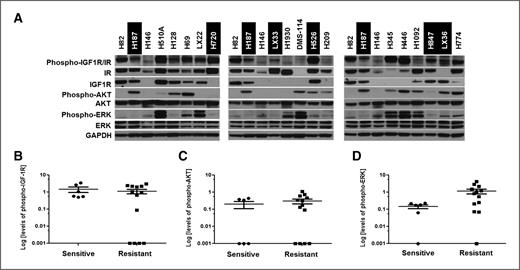 Figure 2. Expression levels of phosphorylated ERK correlates with sensitivity to OSI-906. A, protein was harvested from SCLC cell lines and cell lines derived from primary patient tumors (LX) and analyzed by Western blot. Cell lines with IC50 values less than 1 μmol/L are designated as sensitive and are highlighted in black. Data shown are representative of several independent experiments. B–D, from the Western blot shown in A, band intensities for proteins were measured on a densitometer using Bio-Rad Quantity One Software. Relative levels of each protein were calculated by normalizing to GAPDH. There was no statistically significant difference between sensitive and resistant lines for phospho-IGF-1R (B; P = 0.3) and phospho-Akt levels (C; P = 0.2). Resistant cell lines expressed significantly higher levels of phospho-ERK than sensitive cell lines (D; P = 0.006). There were also no significant differences for total protein levels of IGF-1R, IR, AKT, and ERK (Supplementary Fig. S2).