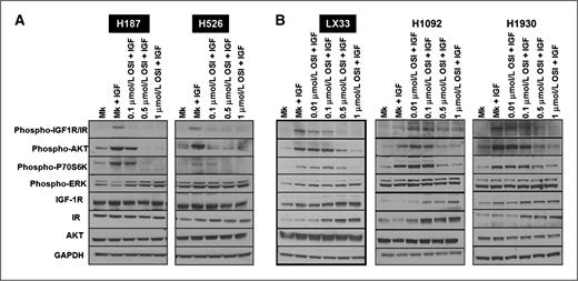 Figure 4. Treatment with OSI-906 results in inhibition of phosphorylated IGF-1R and phosphorylated AKT, but not phosphorylated ERK, in both sensitive and resistant cell lines. A, serum starved cells (H187 and H526) were treated with increasing doses of OSI-906 for 2 hours and then stimulated with IGF-1 (50 ng/mL) for 15 minutes before harvesting. B, cells grown in complete media (LX33, H1092, and H1930) were treated with increasing doses of OSI-906 for 24 hours then stimulated with IGF-1 (50 ng/mL) for 15 minutes before harvesting. Protein was analyzed by Western blot. Similar results were obtained using LX36, H128, and H774 cell lines (Supplementary Fig. S3). OSI-906–sensitive cell lines are highlighted in black. Data shown are representative of several independent experiments.