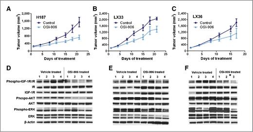 Figure 6. OSI-906 treatment leads to tumor growth inhibition in NCI-H187 and primary patient xenograft mouse models. A–C, Nu/Nu mice xenografted with H187 (A), LX33 (B), or LX36 (C) were treated daily with OSI-906 (50 mg/kg, orally) or vehicle (equivalent volume of 25 mmol/L tartaric acid) for 17 to 21 days (cohorts of 6–7 per treatment arm). Tumor volumes were measured every 3 days. Group mean and SEM for each measurement are shown. OSI-906 resulted in significant tumor growth inhibition compared with controls in all 3 models (P ≤ 0.001 in all 3 models). D–F, Western blots of tumors harvested at end of study from mice implanted with H187 (D), LX33 (E), and LX36 (F). (Note: * indicates one failed sample: tumor harvested from an OSI-906 treated mouse harboring an LX36 tumor showed no detectable protein in the β-actin blot, and is excluded.)